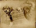 Dog by Dad Pix